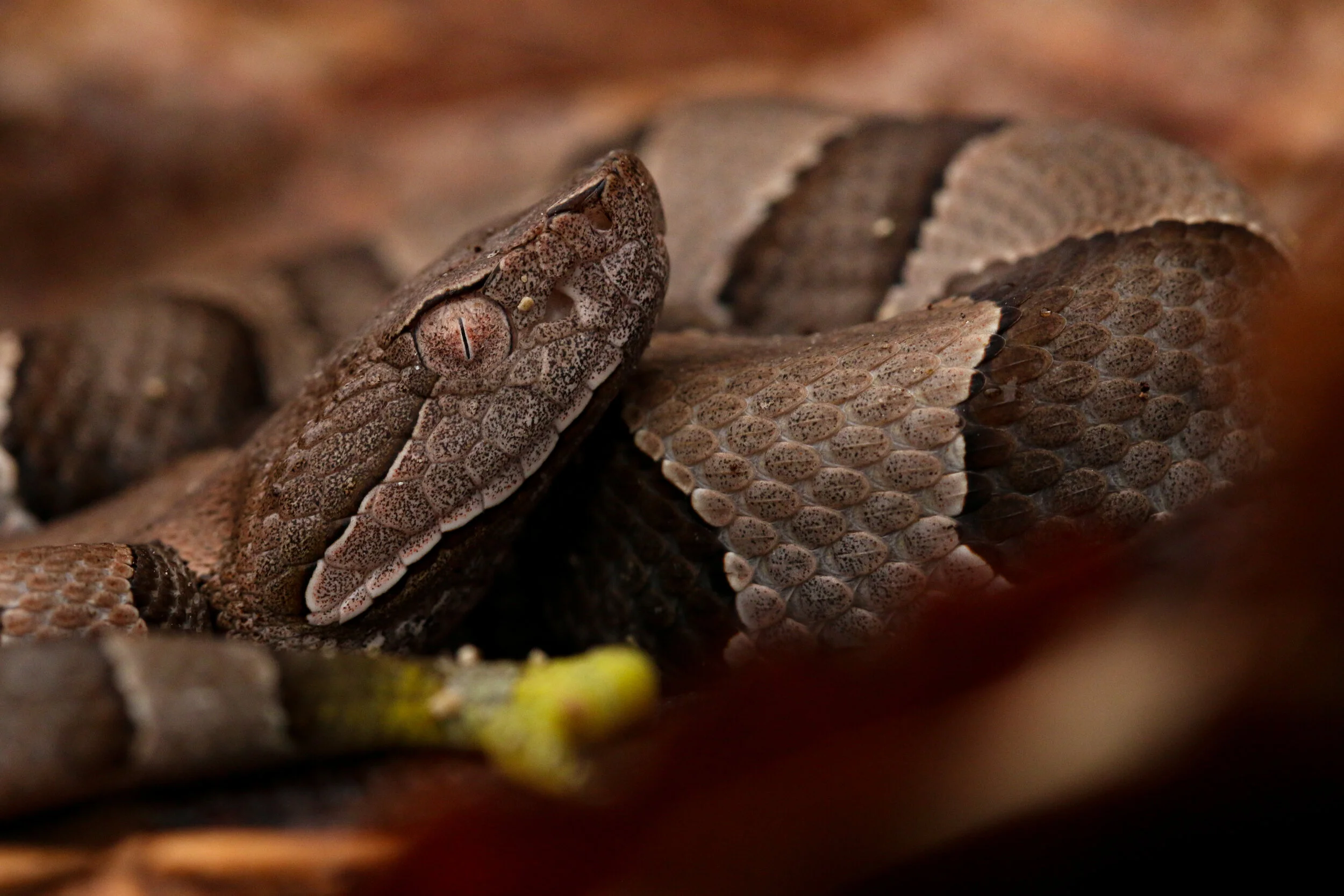 Copperhead