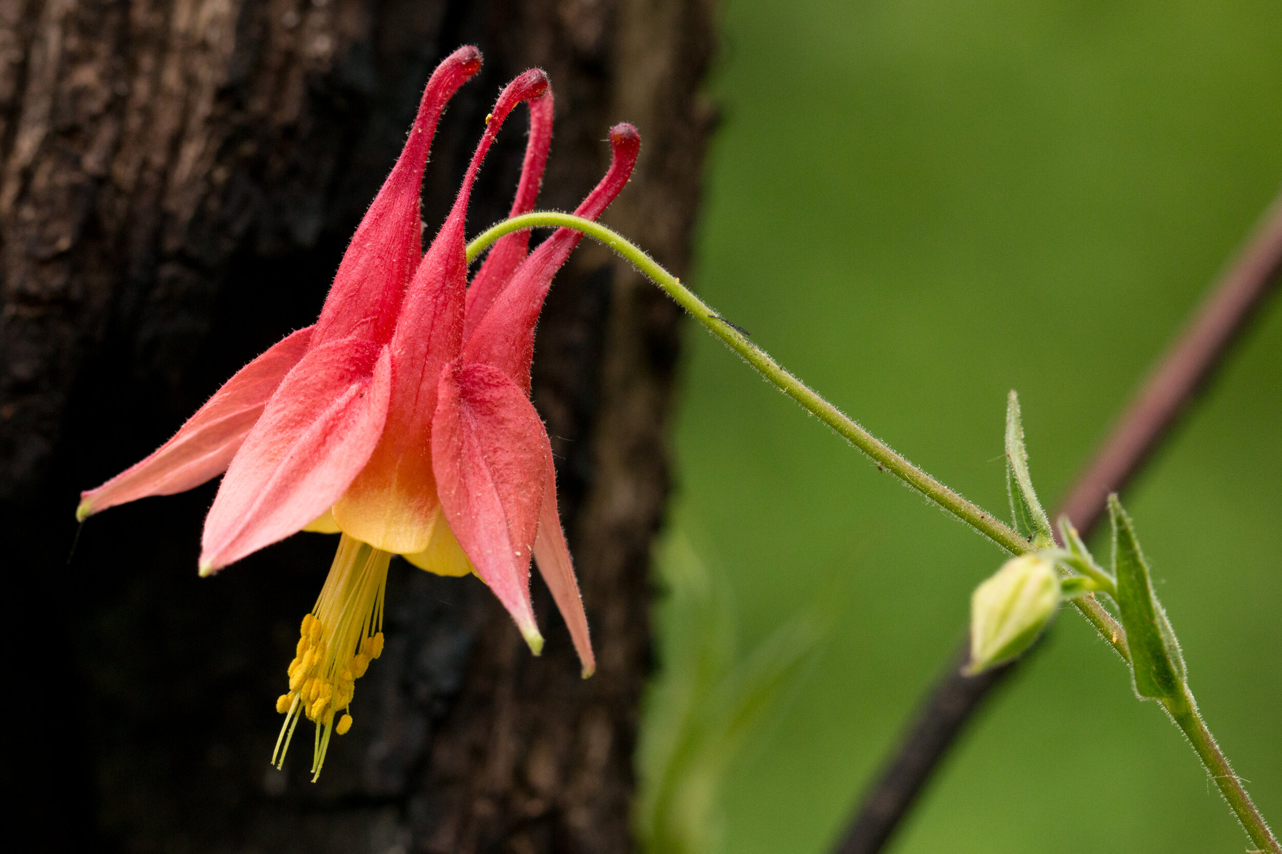 Wild Columbine