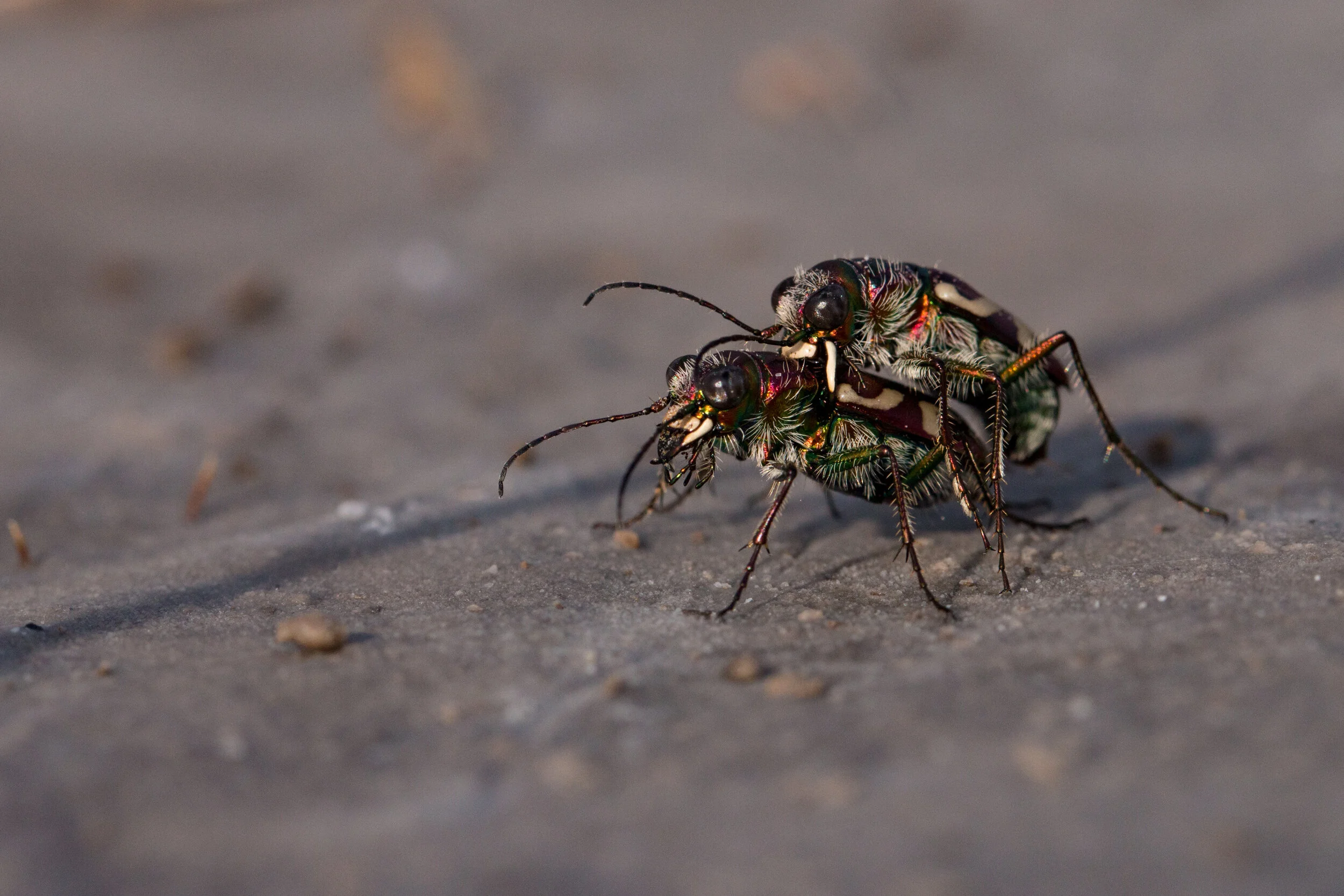 Crimson Salt Flat Tiger Beetles
