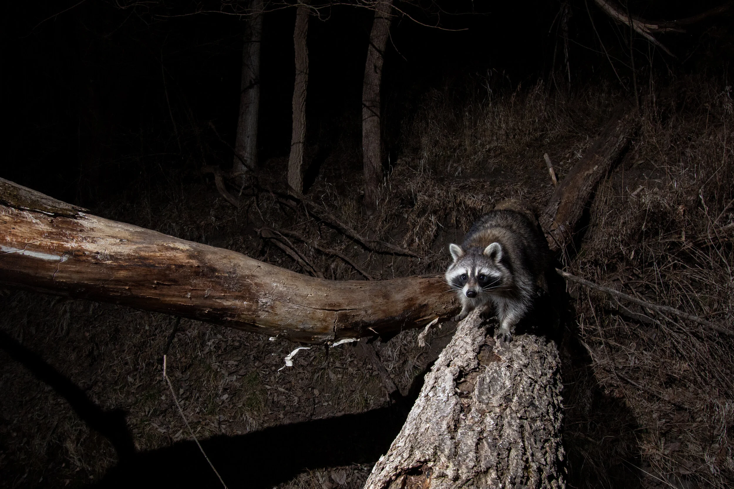 Raccoon
