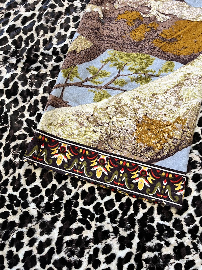 cheetah4.jpg