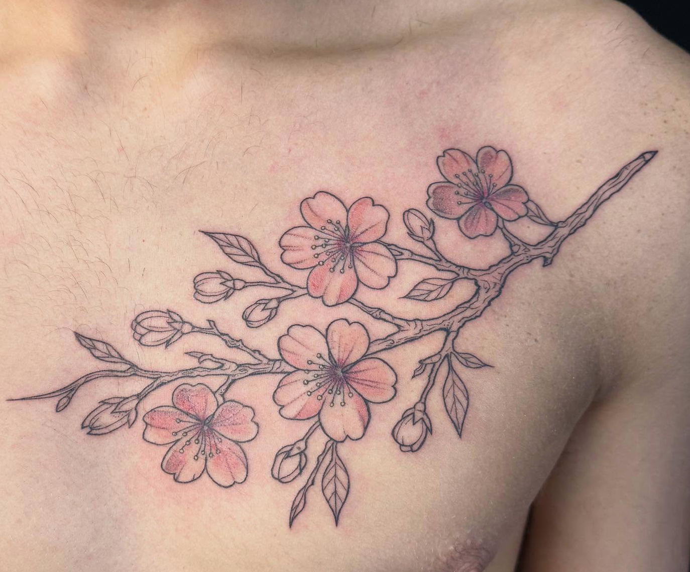 Cherry blossoms