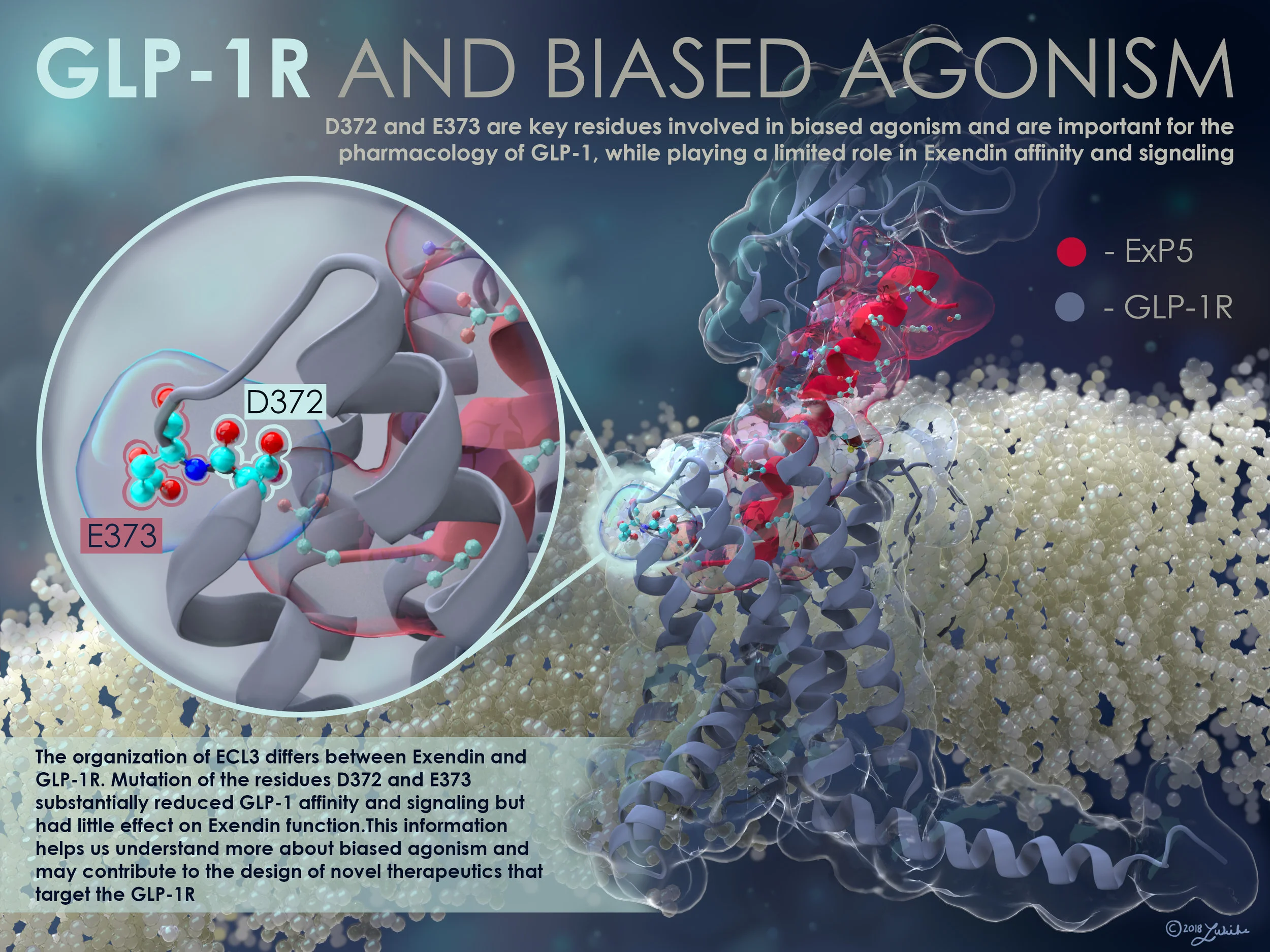 GLP-1R and Biased Agonism