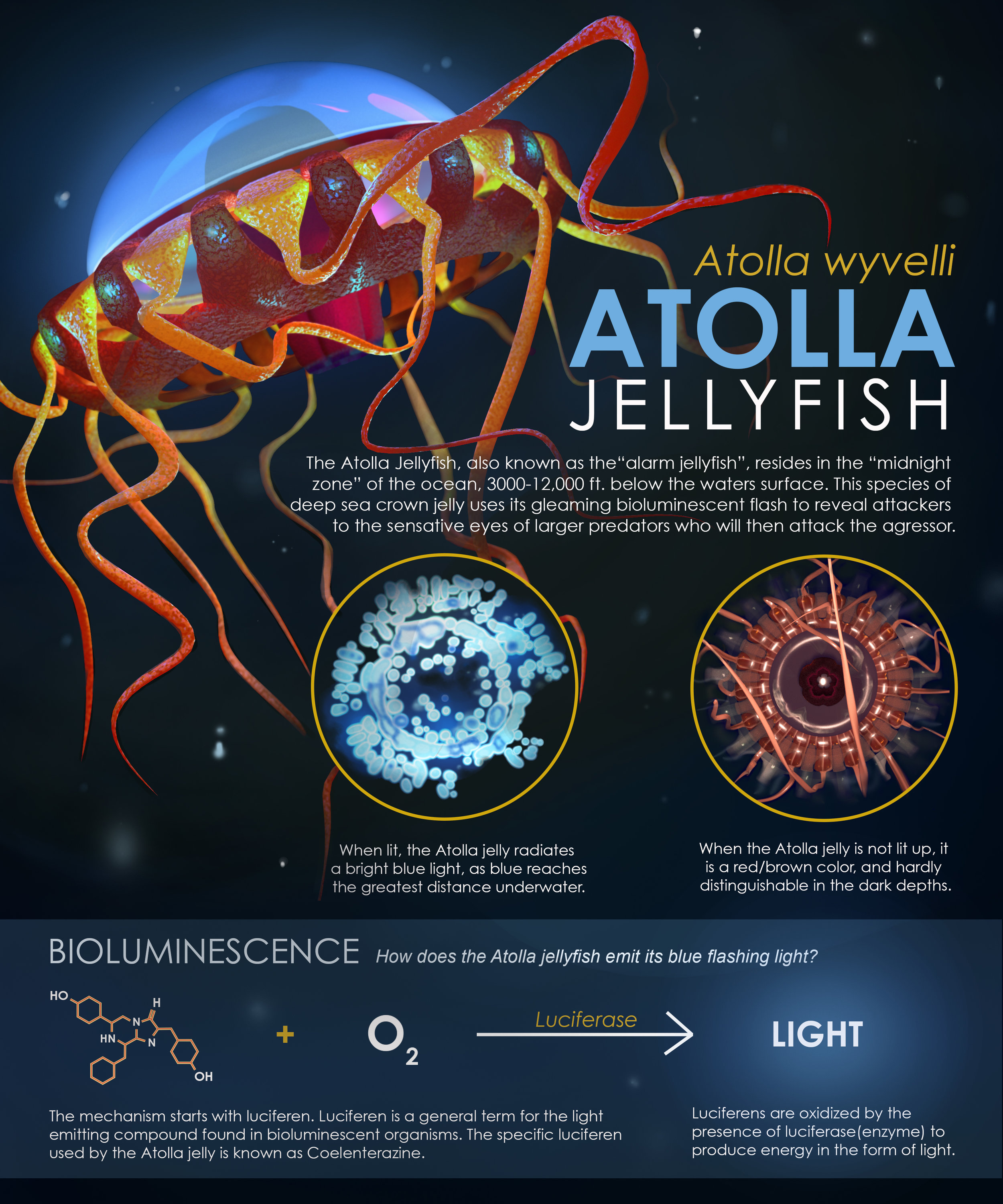 Atolla Jellyfish — LOGAN WEIHE