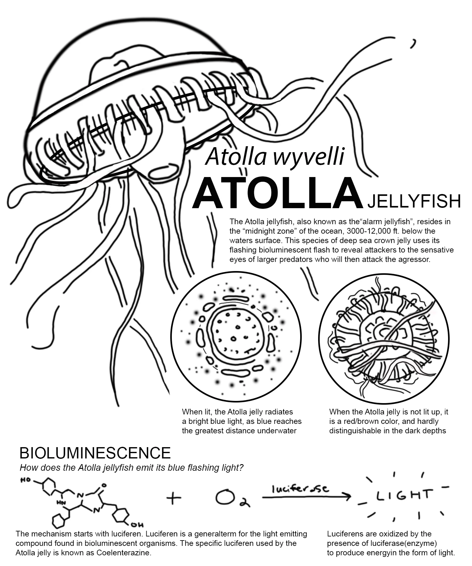 First Sketch of Poster