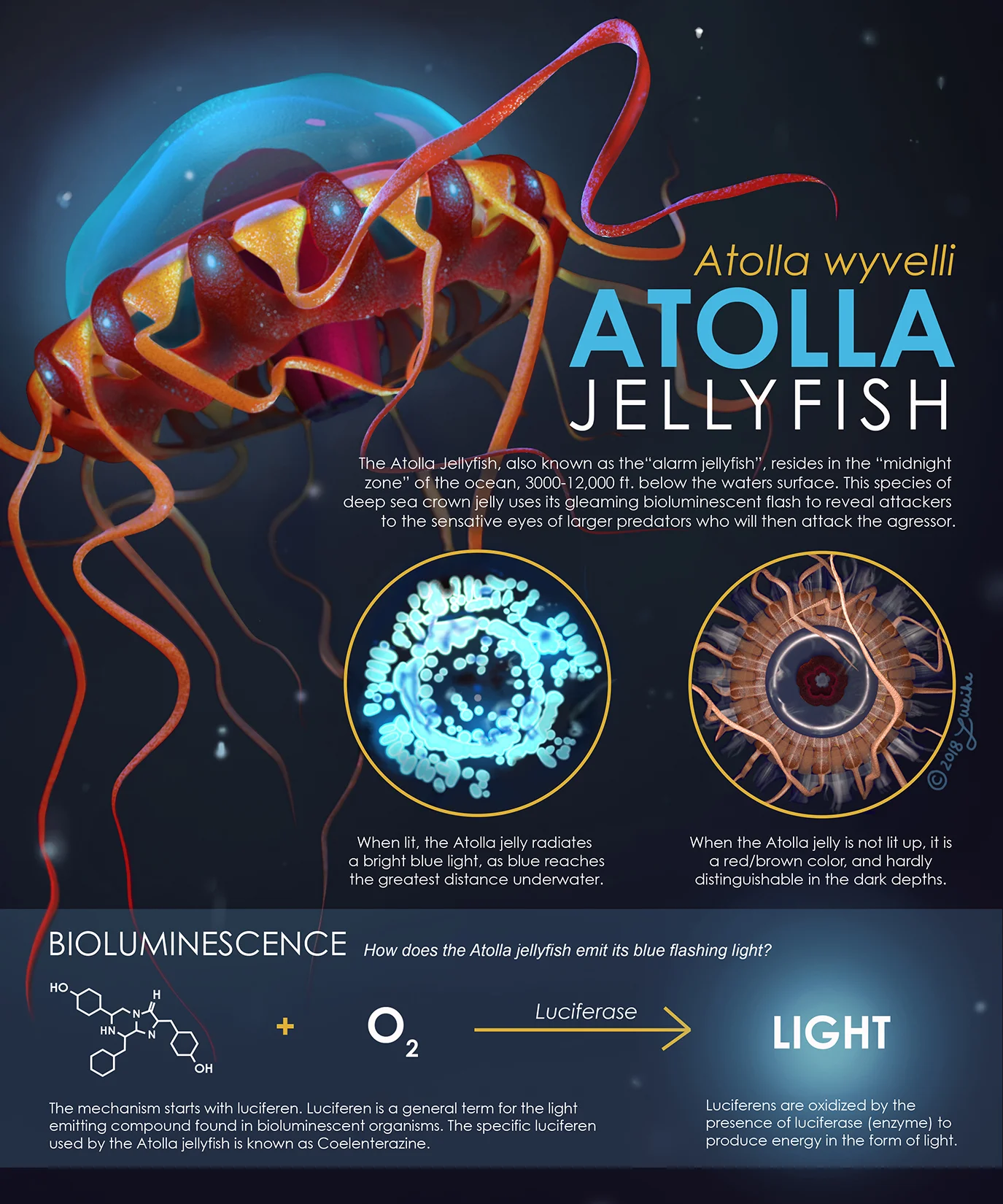 Atolla Jellyfish