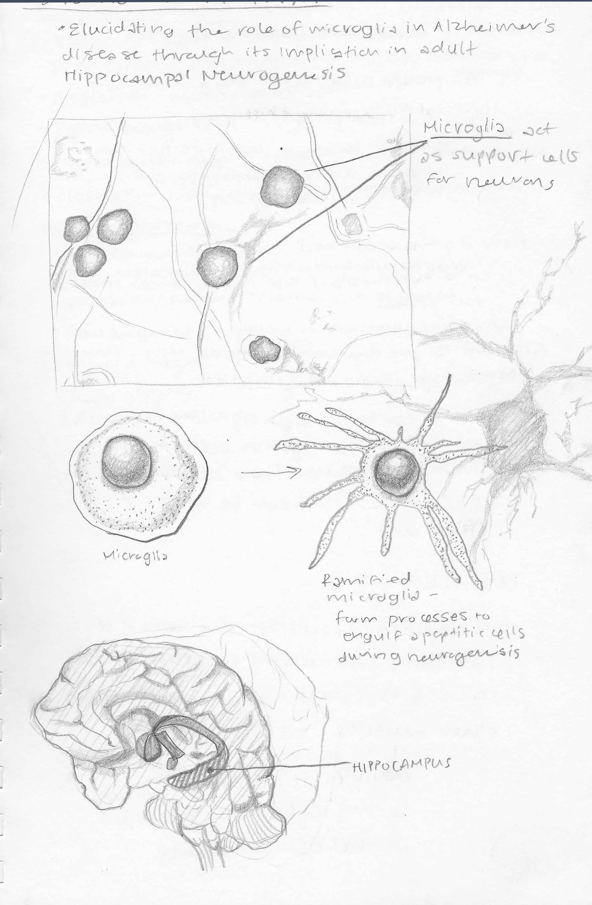 Preliminary Sketches