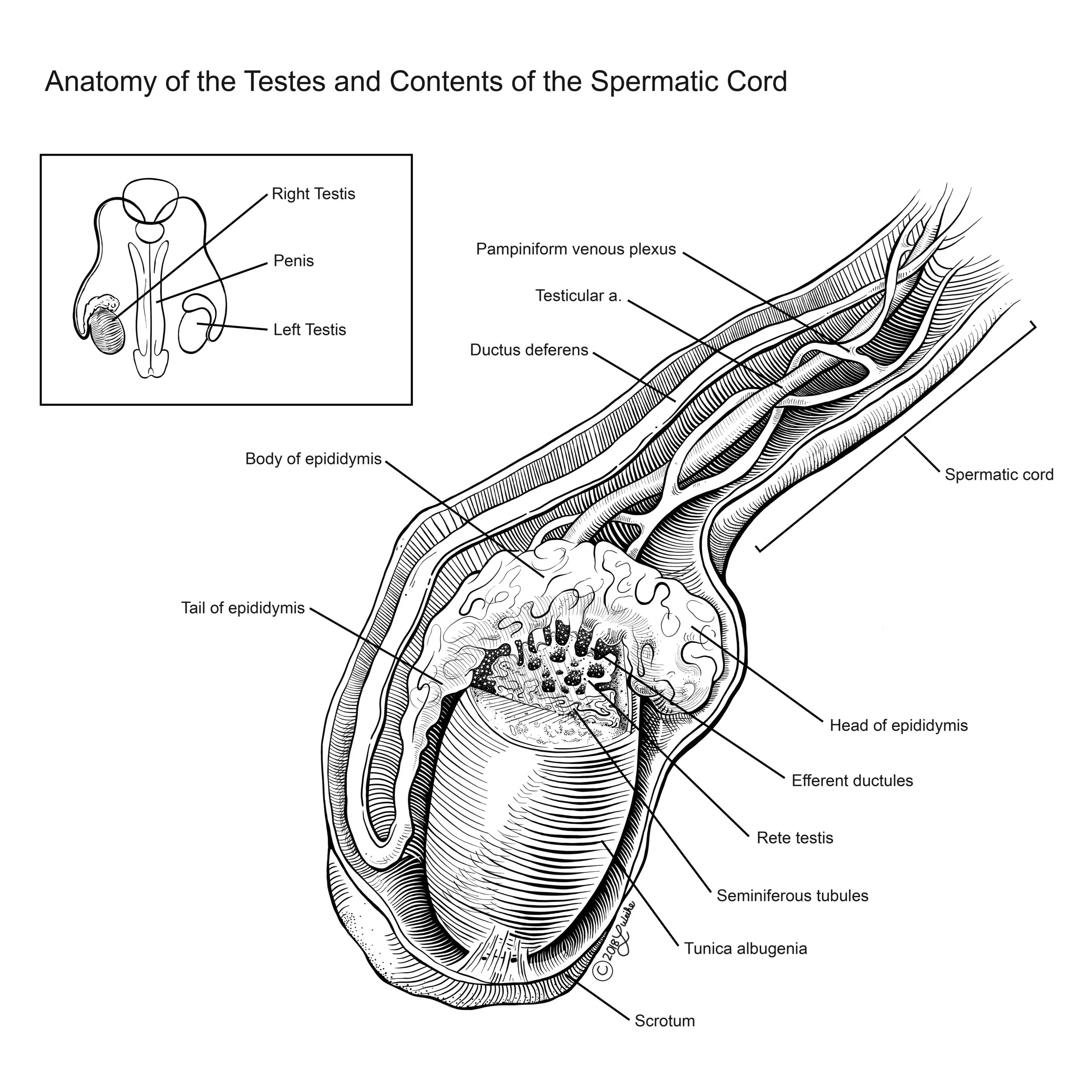Anatomy of the Testes and Contents of the Spermatic Cord