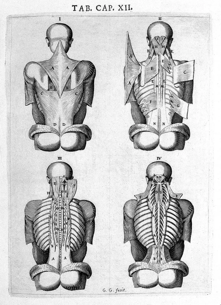 Back of human figure, spine; Vesling “Syntagma”, 1647.