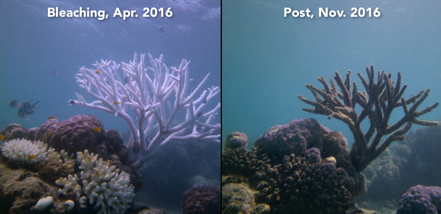 Lizard Island, GBR during and after the 2016 bleaching event (above) and associated pictures from the fieldwork (below).