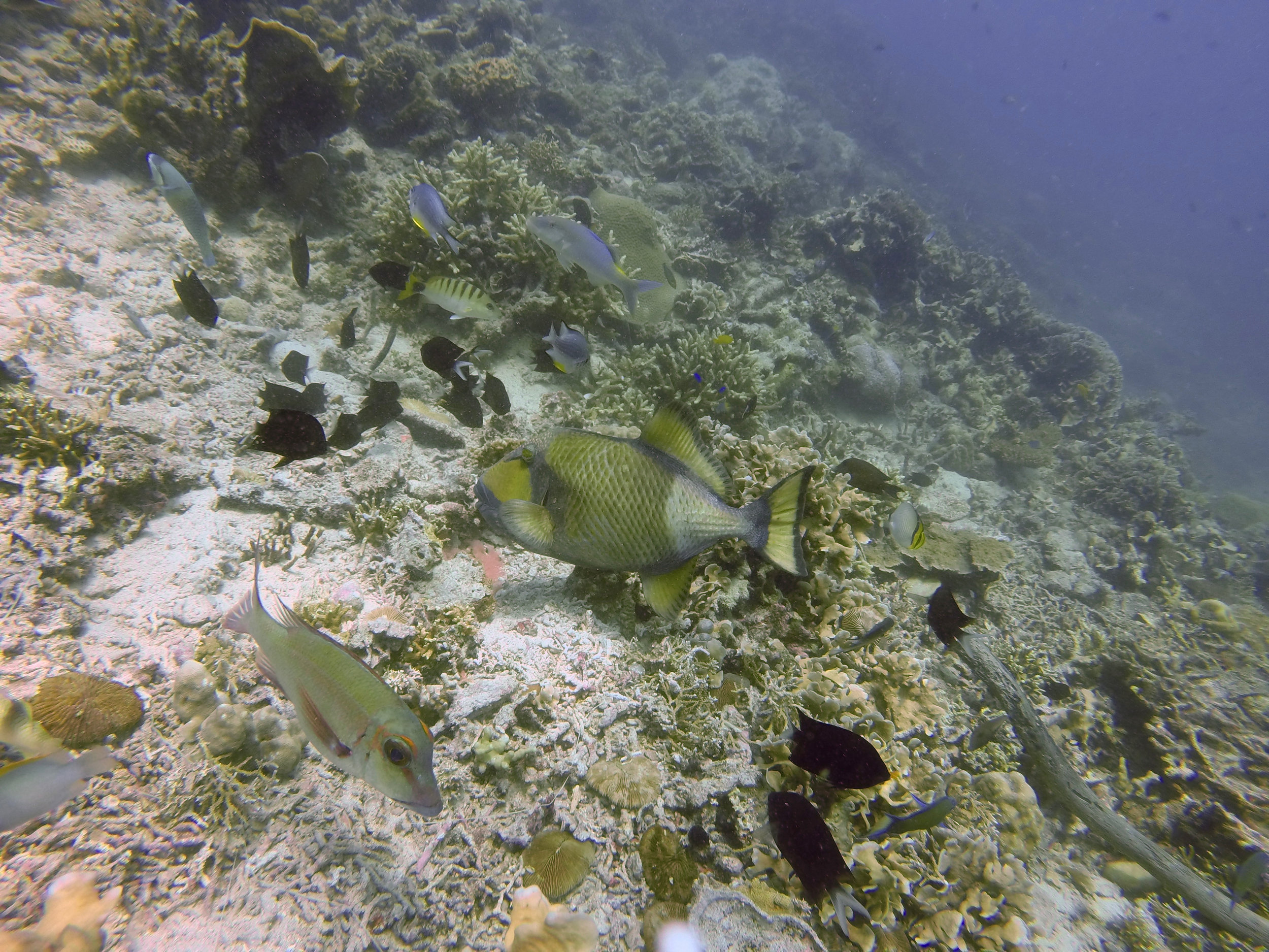  (2/2019, Santa Barbara) Titan triggerfish paper submitted to Marine Biodiversity! Fingers crossed for a timely and fair review. Email me for a sneak-peak. 
