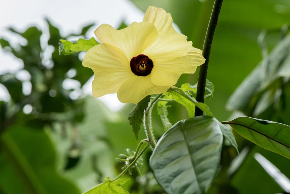 shutterstock_1164873898-2.jpgAmbretteFlowerMidsize.jpg