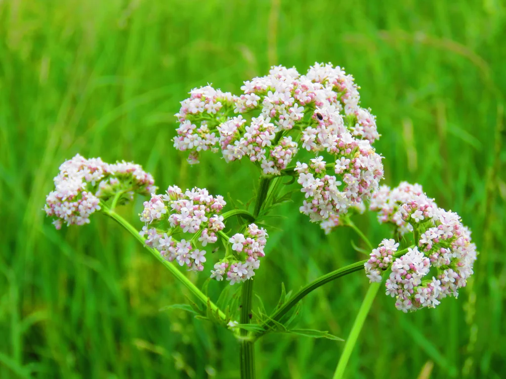shutterstock_1133534510.jpgAniseSeedFlower.jpg