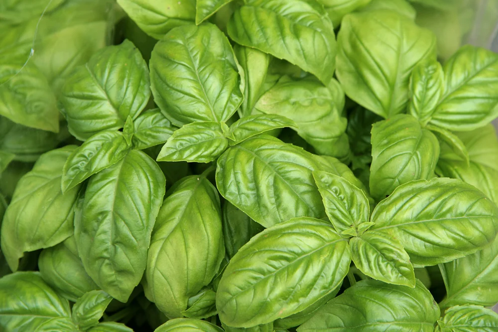 Basil, (True), (Linalool)