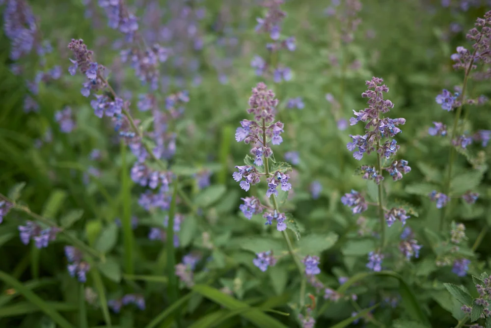Catnip, (Nepeta Cataria)