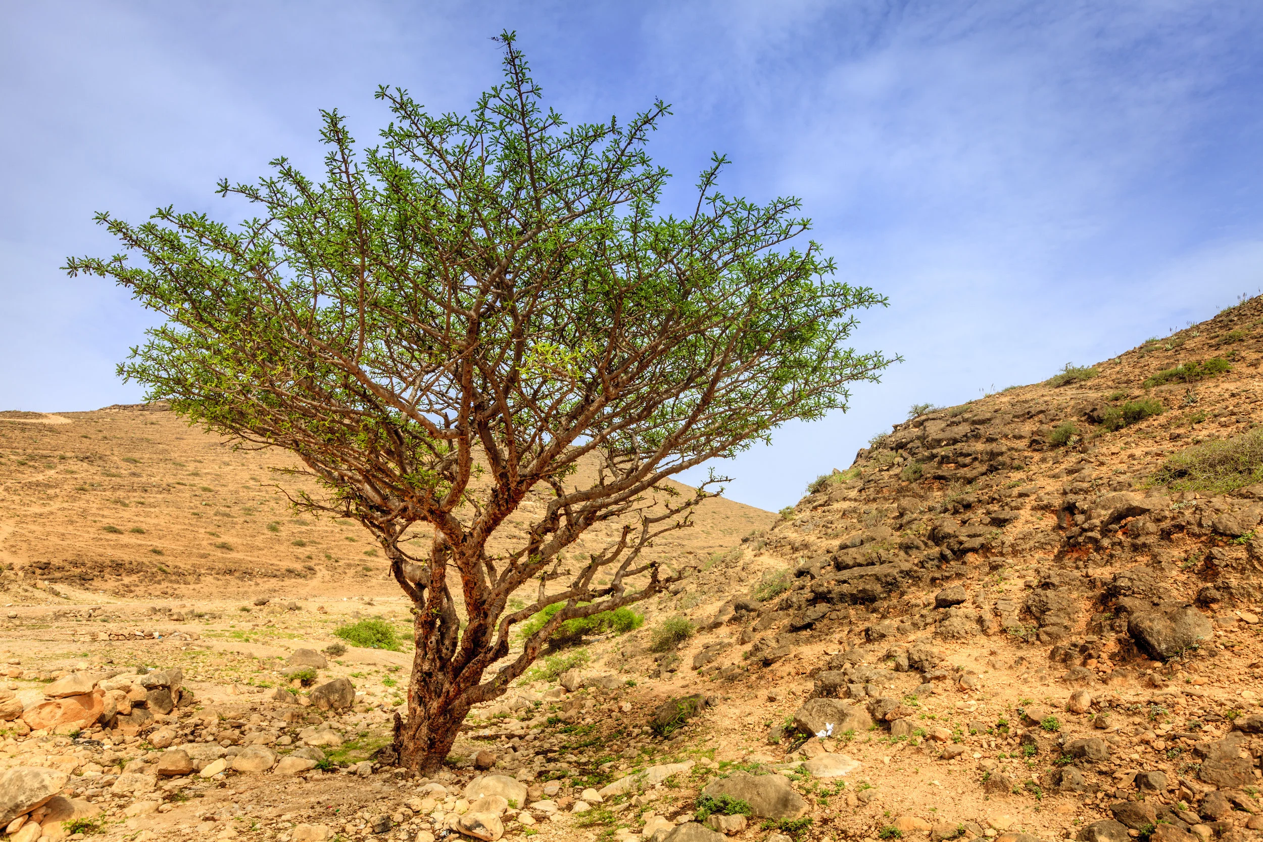 shutterstock_517618648.jpgFrankincenseTree.jpg