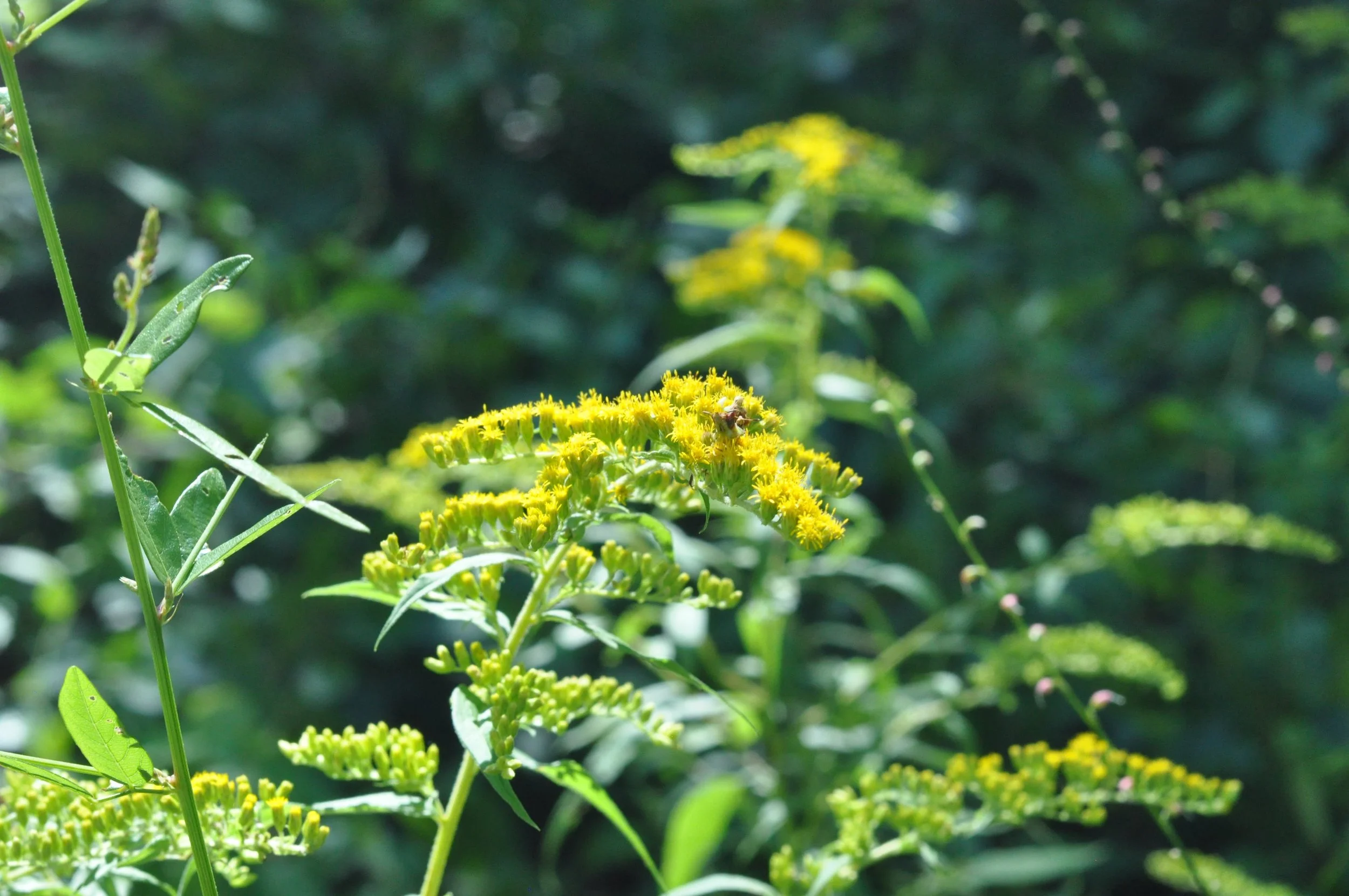 Goldenrod.jpeg