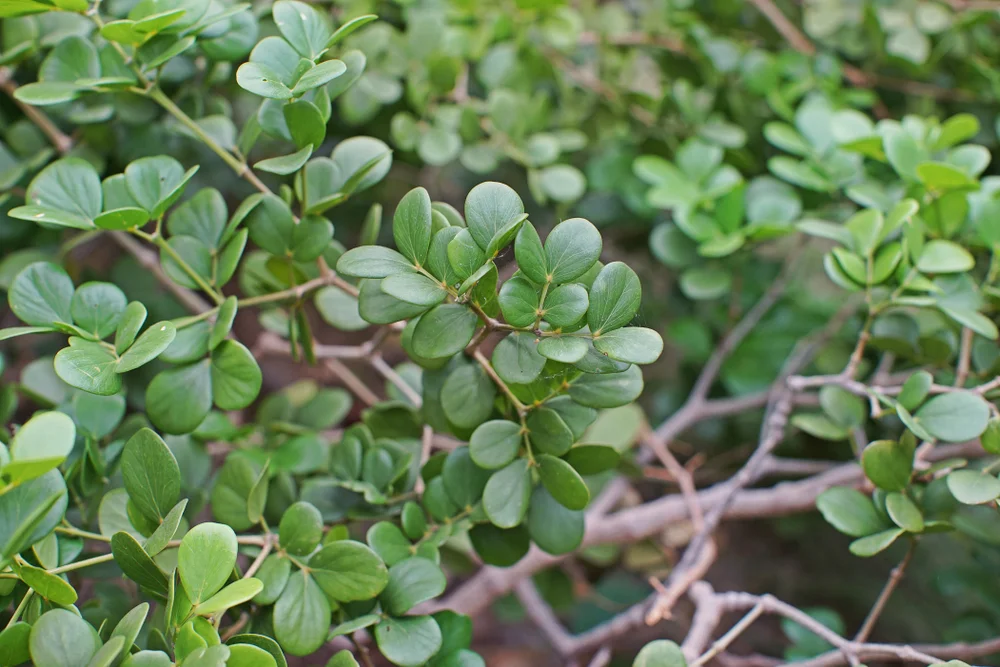 Guaiacwood, (Guaiacum)