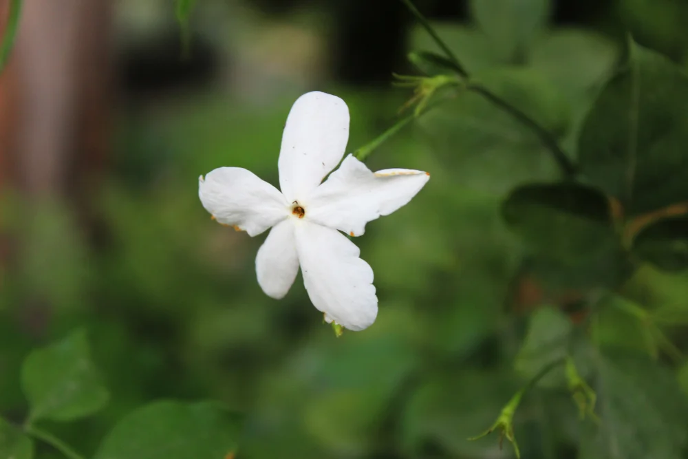 Jasmine, (Grandiflorum), (Absolute) (Egypt)