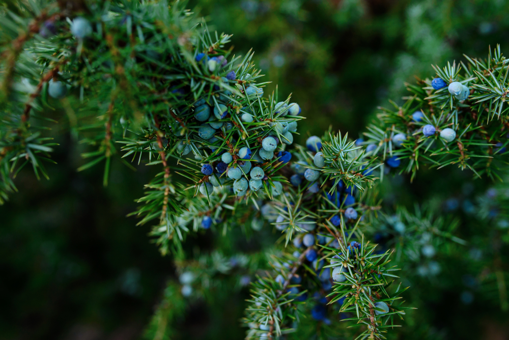 Juniper Berry, (Albania) Berries Only