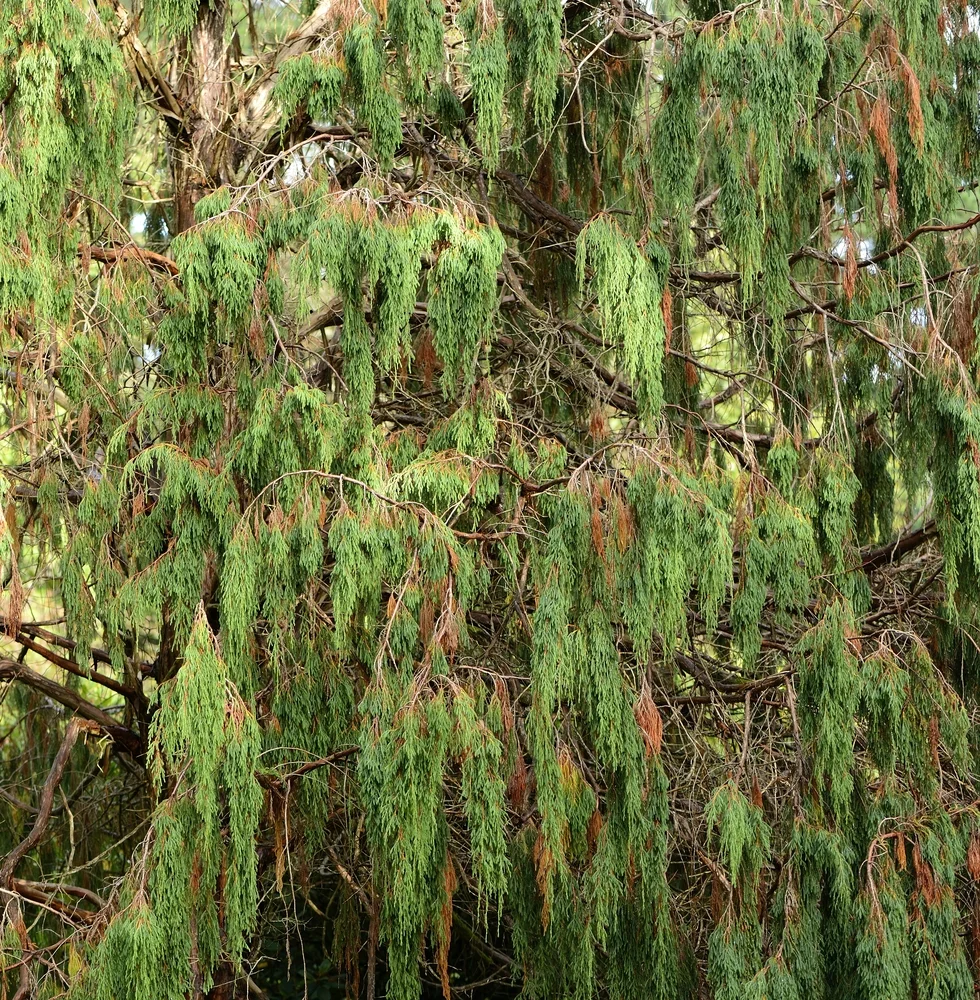 Juniper Berry, Highland (Nepal) (berries only)