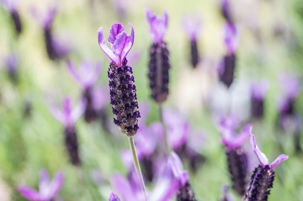 Lavender, (Stoechas)