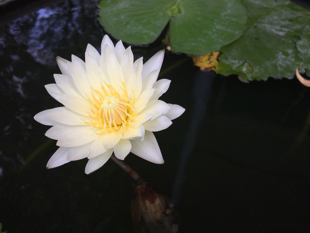 Lotus White Absolute-AOLotusWhiteAbsolute