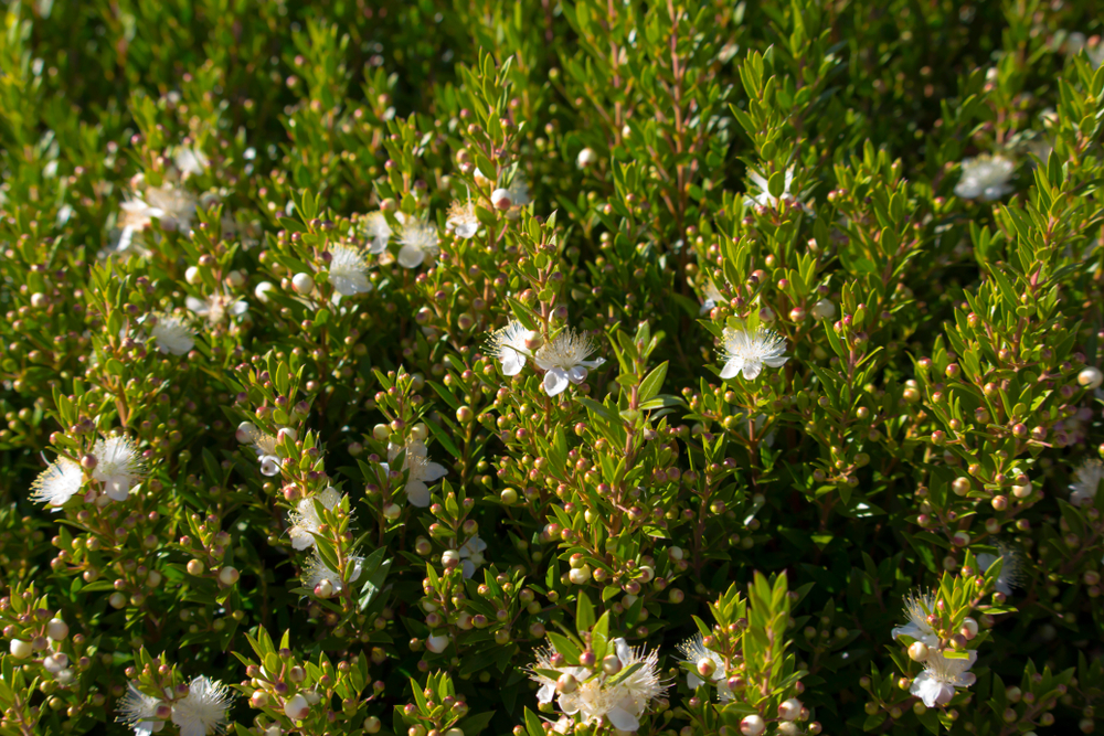 Myrtle, (Linalool), (Ayrtenyl Acetate)