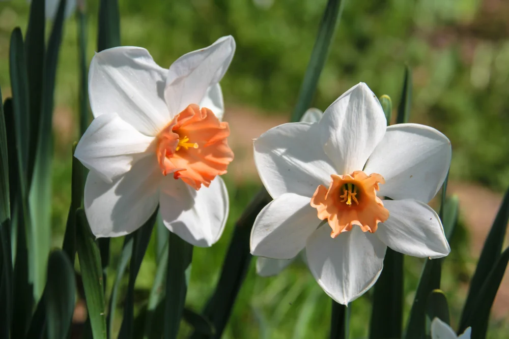 Narcissus, (Absolute)