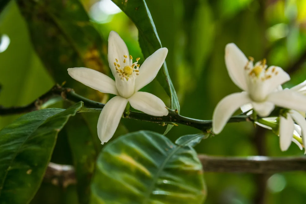 Neroli, (Orange Blossom), (Egypt)