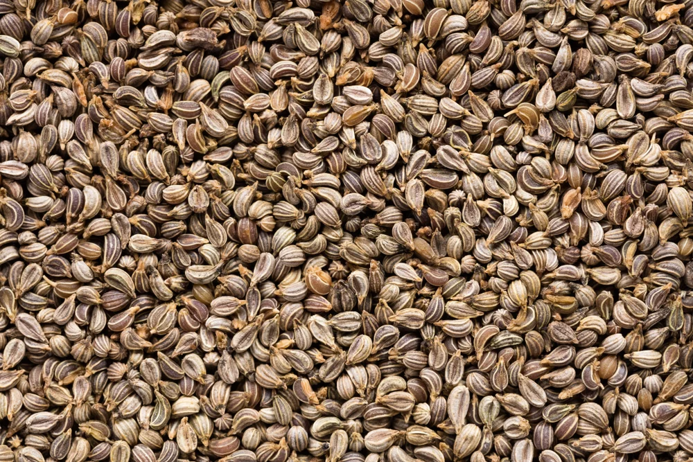 Parsley Seed, (Egyptian)