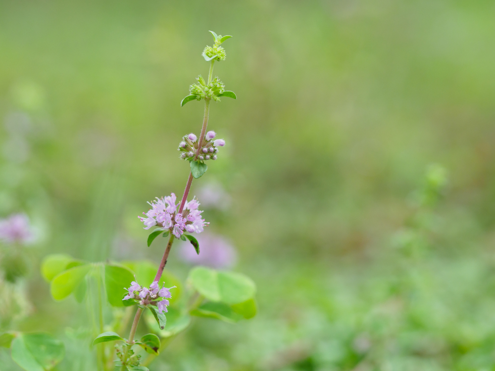 Pennyroyal, (Mentha Pulegium)