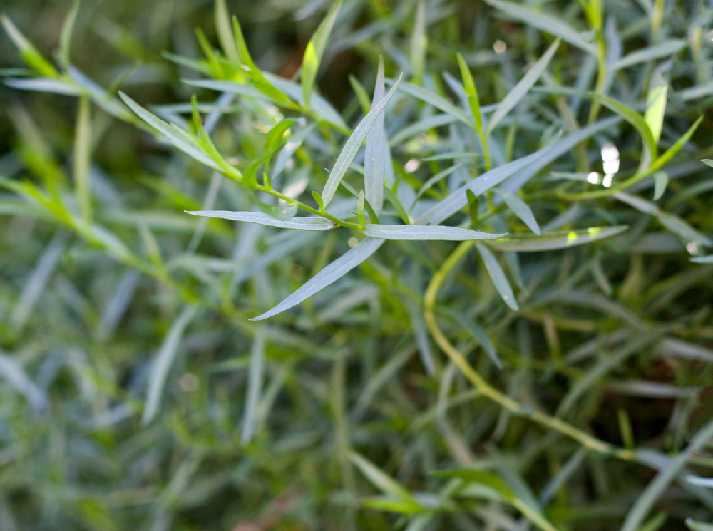 Tarragon, (Estragon), (French Tarragon)