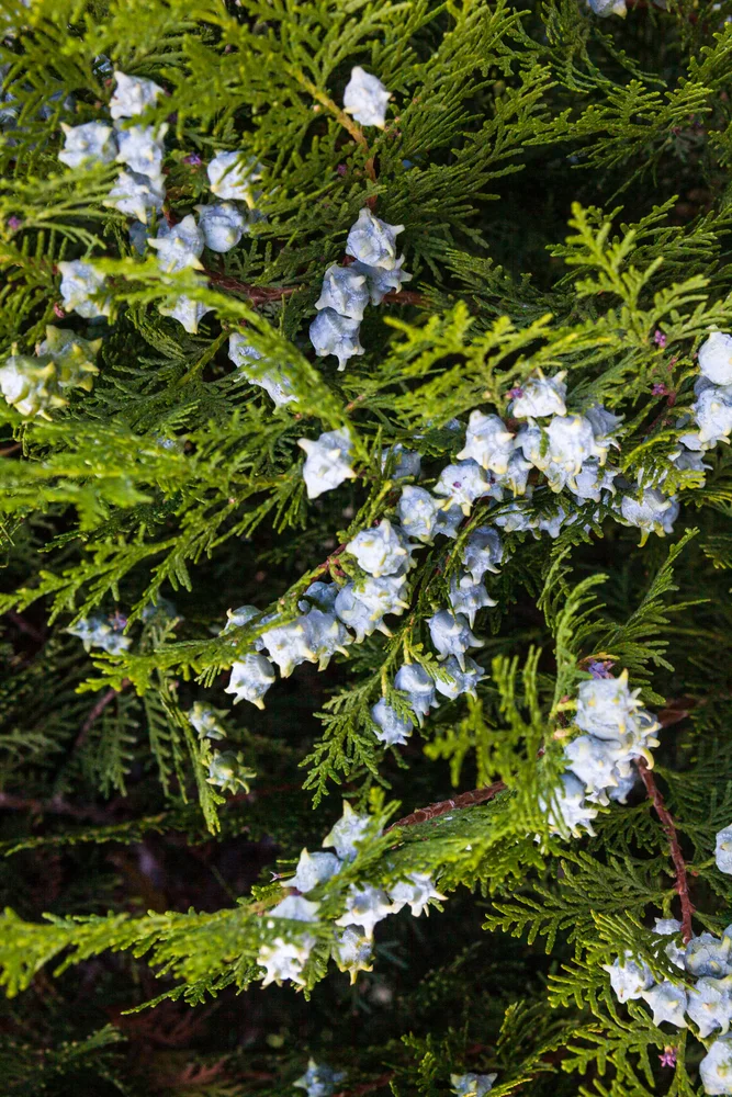 Thuja Orientalis  Tru Elements