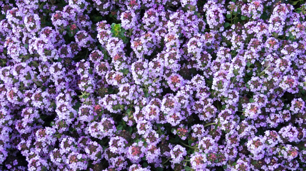 Thyme, (Borneol type)