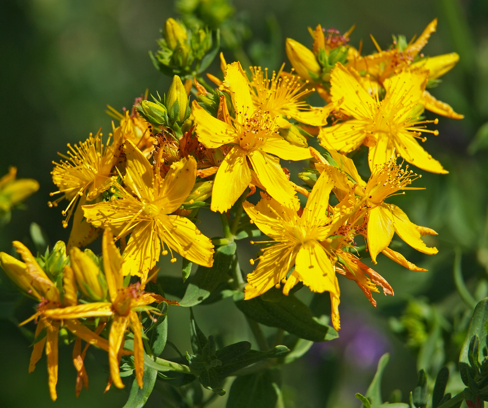 Зверобой автор. Семена зверобой продырявленный. Sunatoarea цветы. Желтые цветы похожие на зверобой фото.