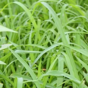 ginger-grass-AdobeStock_306735556-scaled-e1616102736454-300x300.jpeg