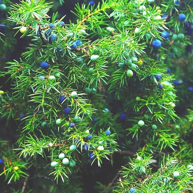 juniper-669793_1280-Prickly-Juniper-Cade-Pixabay-donation-cropped.jpg