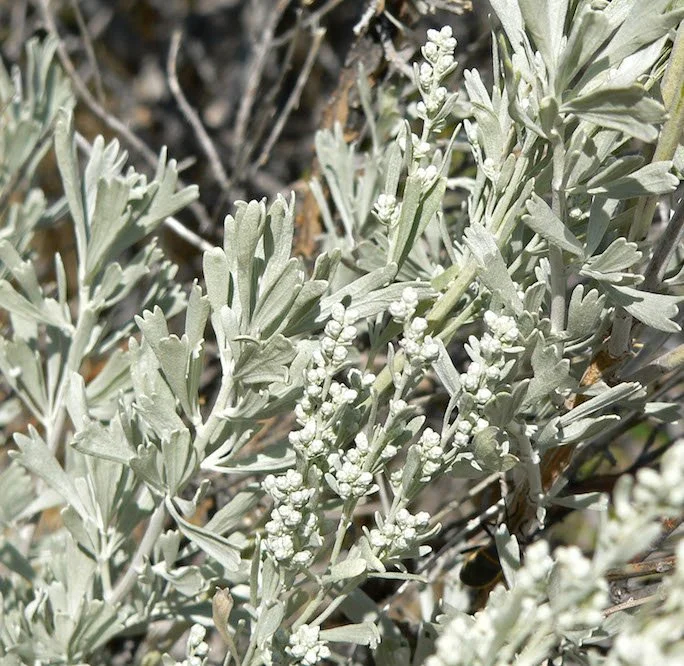 Prairie Sage Hydrolat (North America)