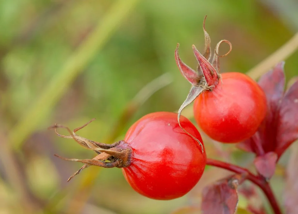 shutterstock_17744932.jpgRoseHipSeed.jpg