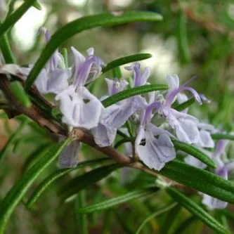 Rosemary Hydrolat (France)