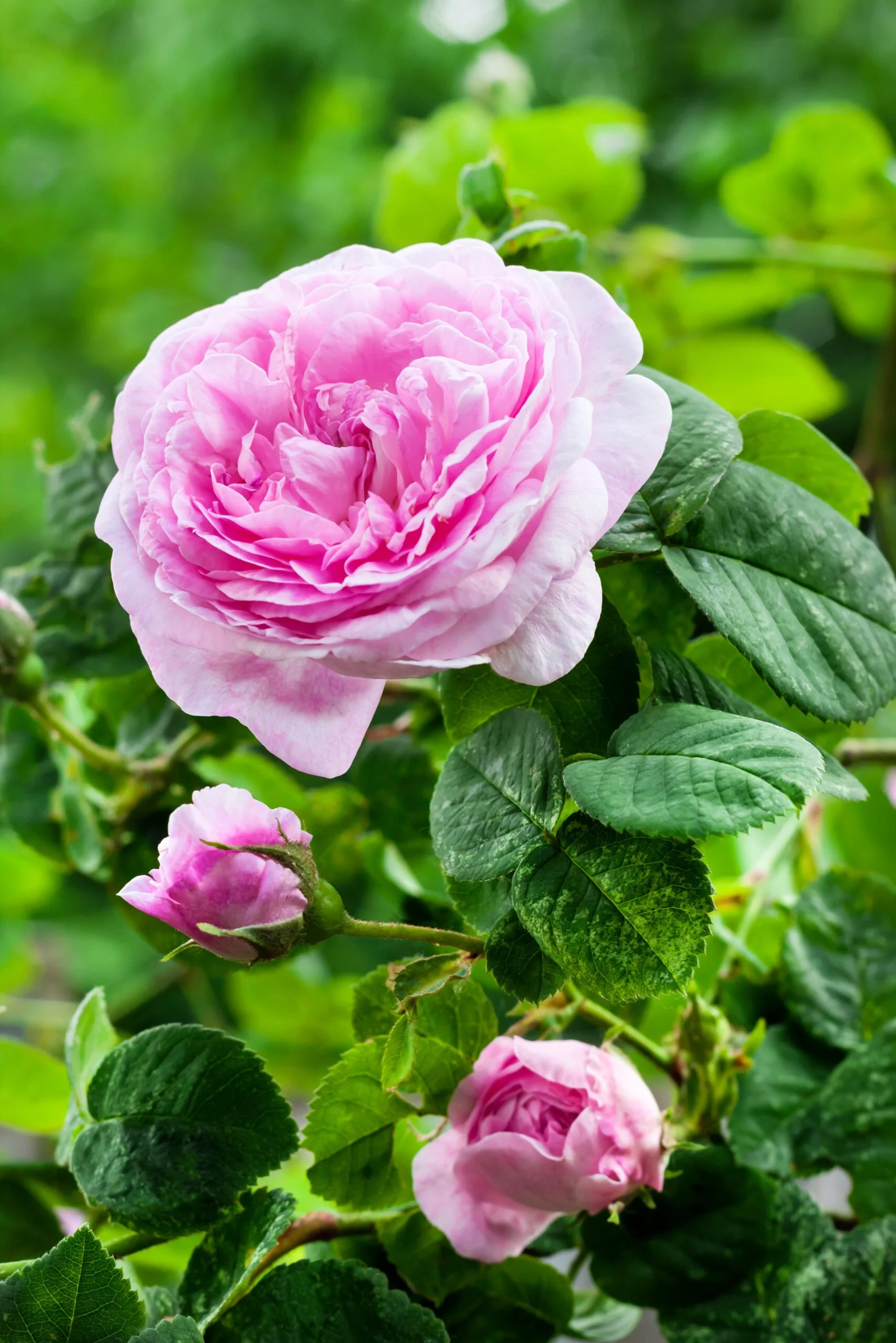 AdobeStock_277544916-rosa-centifolia-scaled.jpeg
