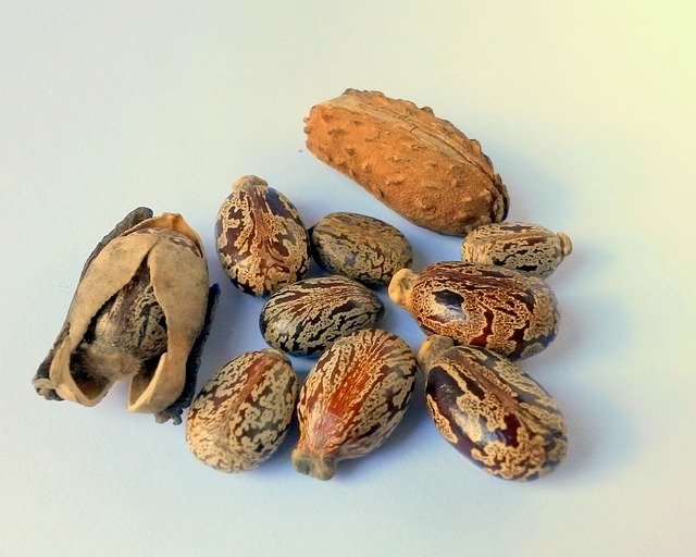 castor-oil-seed-327186_640-1.jpg