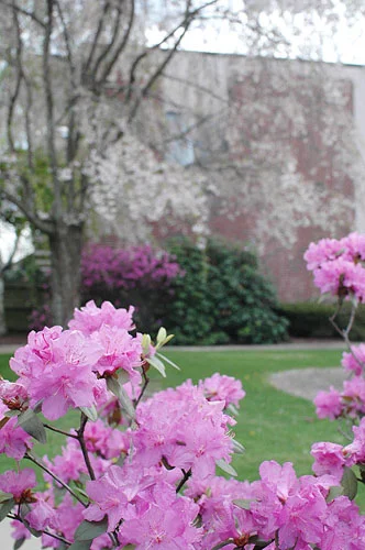 When spring arrives a Bear Hill, our grounds come alive with beautifully manicured rhododendrons, flowering dogwoods, green grass and the first buds on towering oaks, maples and evergreens that are common all around our buildings.