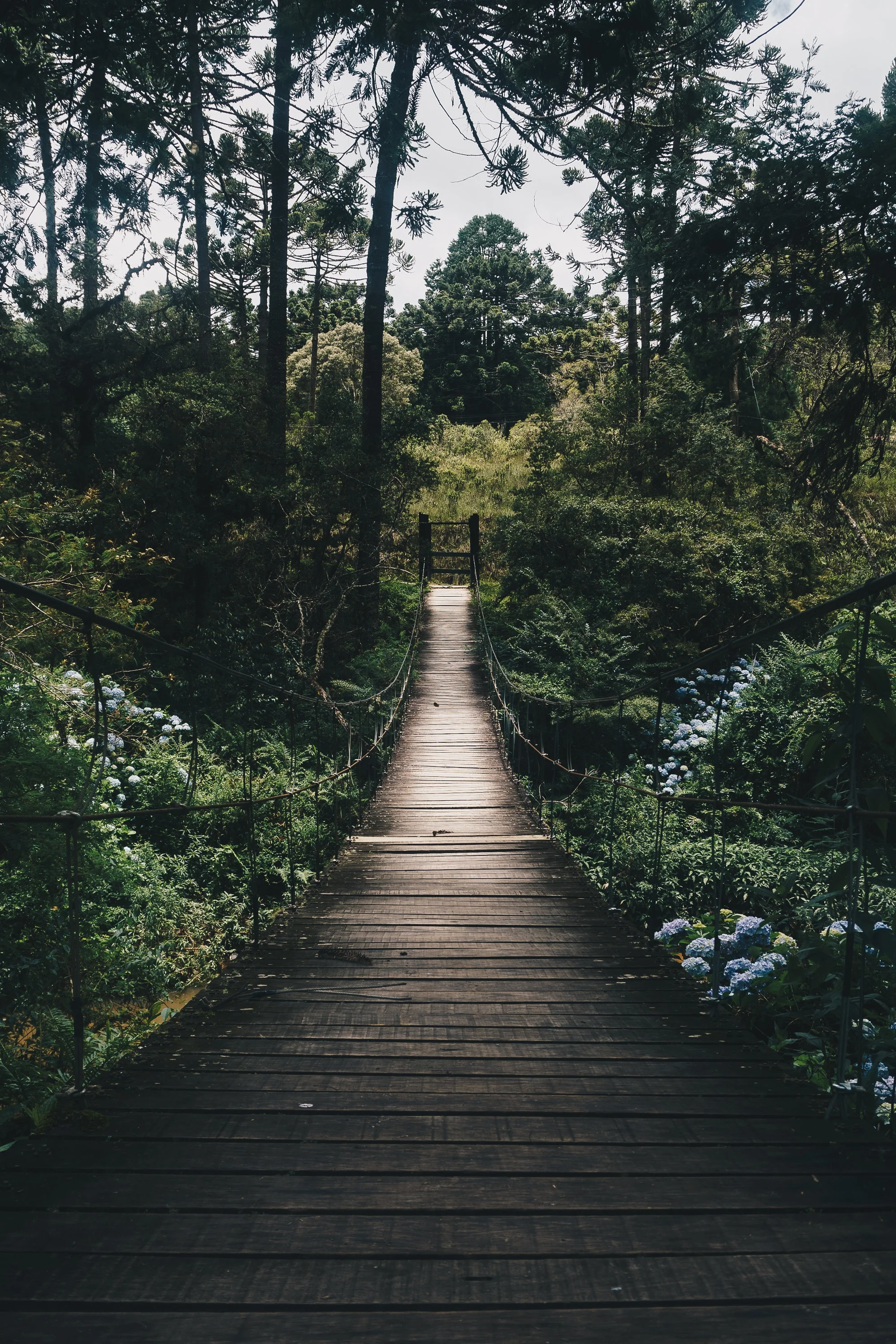 bridge-daylight-environment-775201.jpg