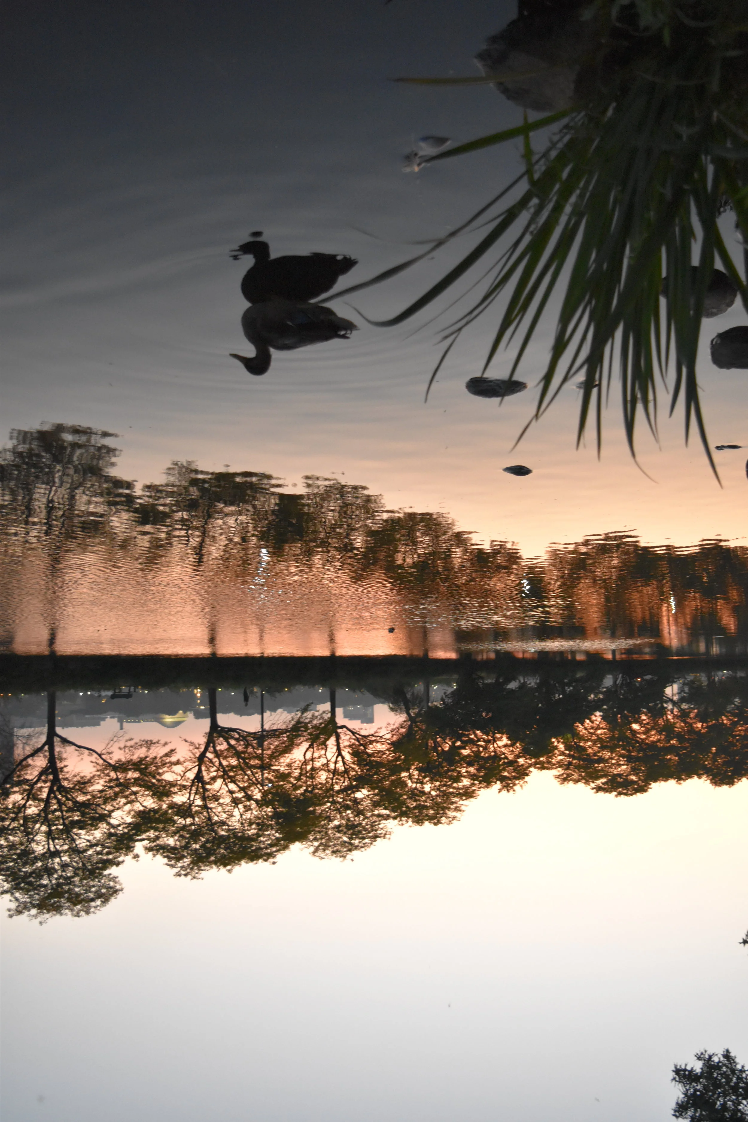 3 Upside Down Duck.JPG