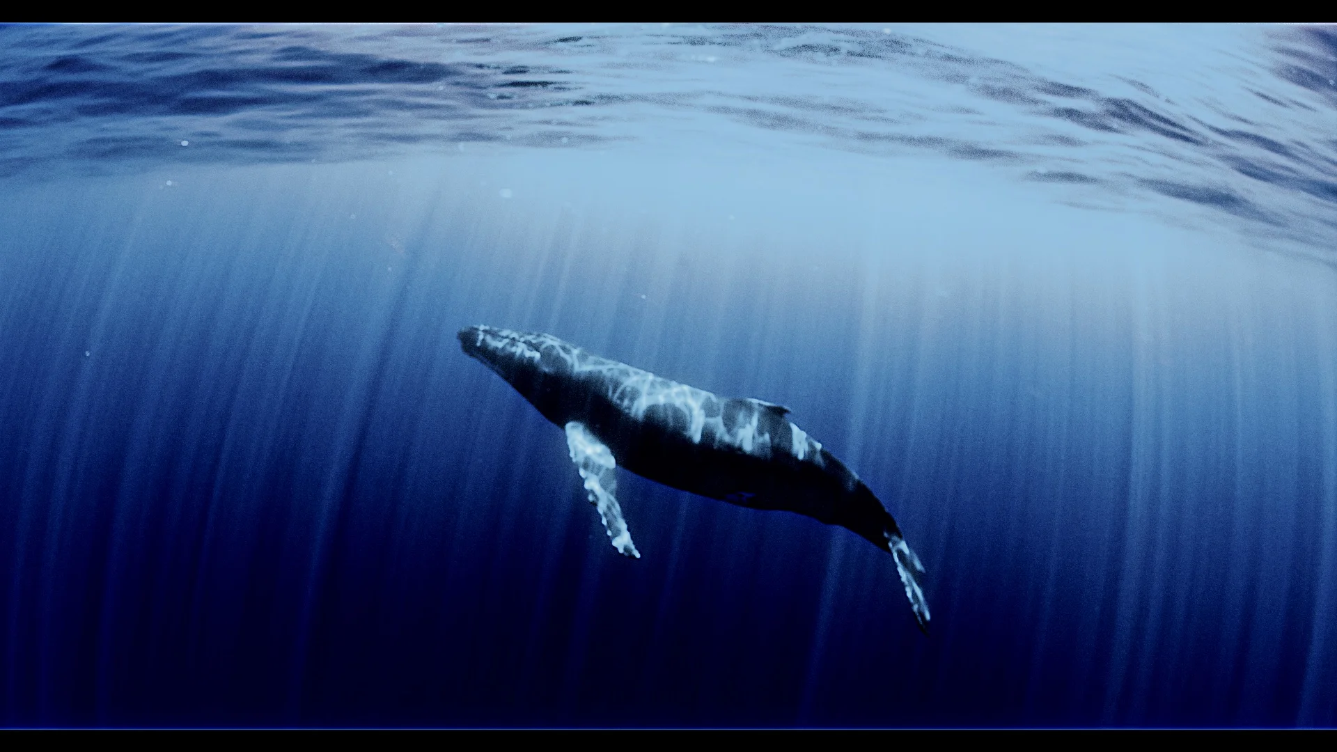 Humpback Tahiti 1 copy.jpg