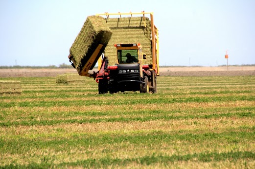 7-2013AlfSqueezeJUL.jpg