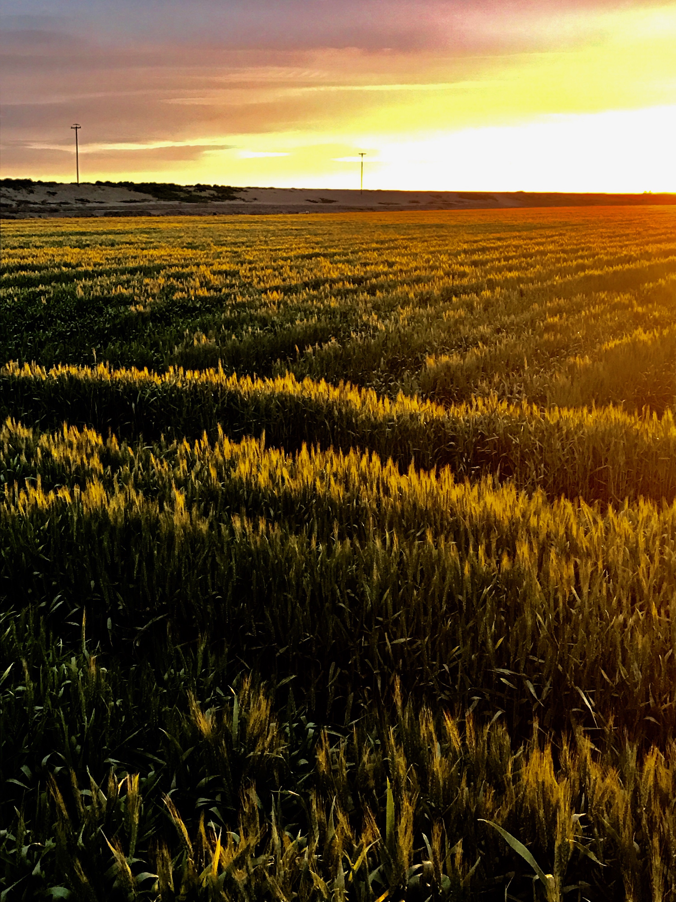 4-SunriseOnWheat1APR.jpeg