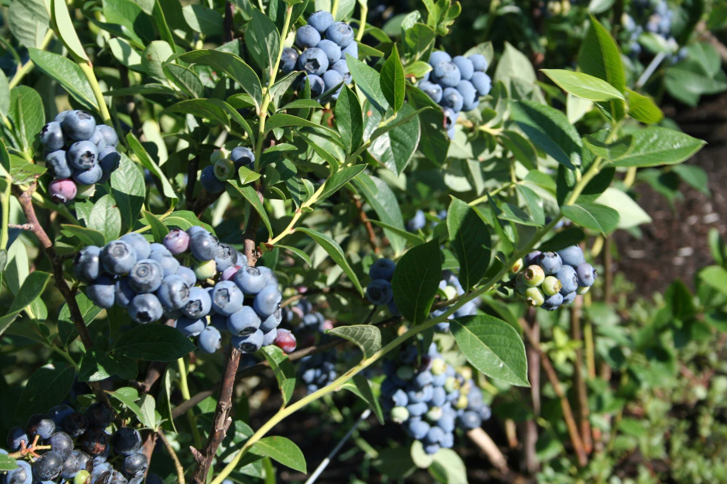 blueberry bushes 10003.JPG